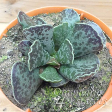 Suculenta Adromischus Cooperi