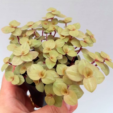 Suculenta Callisia dourada