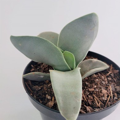 Suculenta Crassula Falcata - Barbatana de Tubarão
