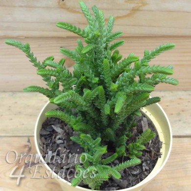 Suculenta Crassula lycopodium