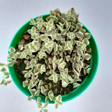Suculenta Crassula mini kitty