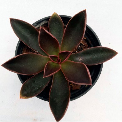 Suculenta Echeveria atropurpurea