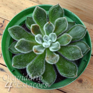 Suculenta Echeveria setosa