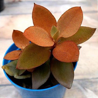 Suculenta Kalanchoe orgyalis