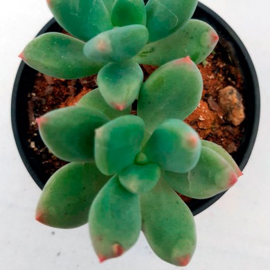 Suculenta Pachyphytum Oviferum Purpus