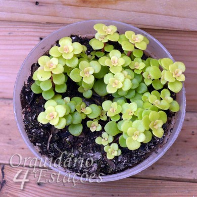 Suculenta Sedum Makinoi Ogon