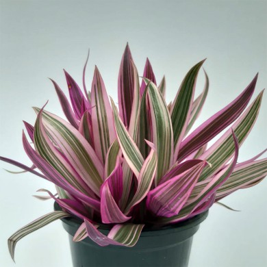 Abacaxi Roxo - Tradescantia spathacea