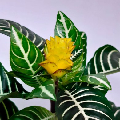 Afelandra-zebra - Aphelandra squarrosa