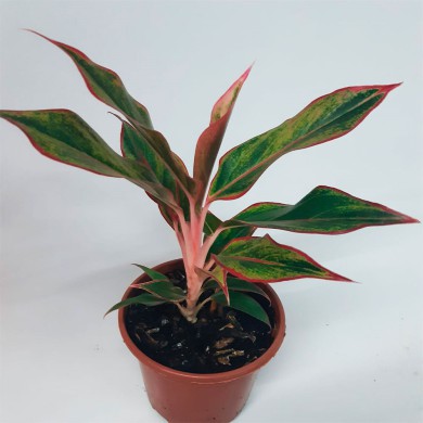 Aglaonema commutatum Aurora de Sião