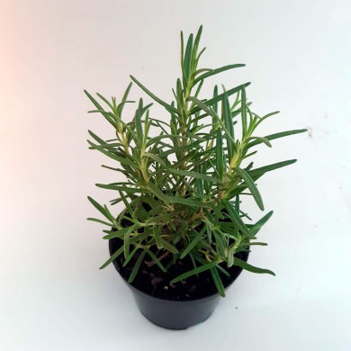 Alecrim - Rosmarinus officinalis