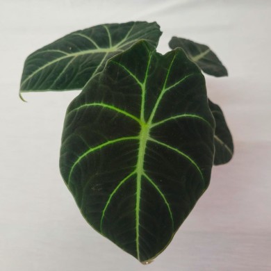 Alocasia Black