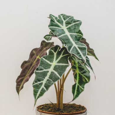 Alocasia Polly