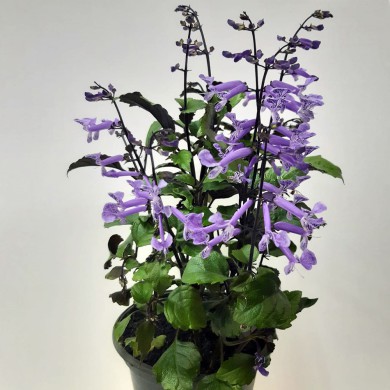 Ametista - Plectranthus saccatus