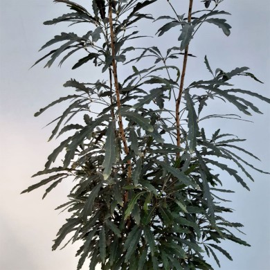 Arália Elegante - Dizygotheca elegantissima
