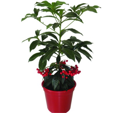 Ardisia crenata - 30-40cm