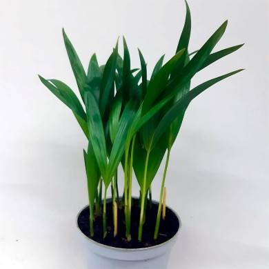 Areca bambu
