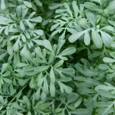 Arruda - Ruta graveolens