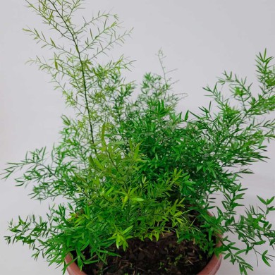Aspargo - Asparagus densiflorus