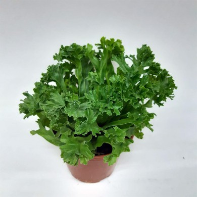 Asplenium Leslie