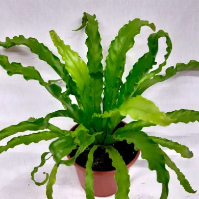 Asplenium Osaka Crespo