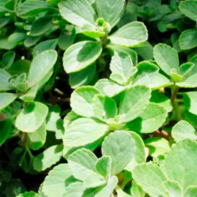Boldo-do-Chile - (Peumus boldus)