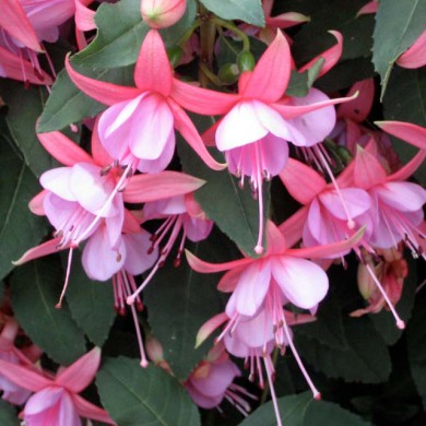 Brinco de Princesa rosa