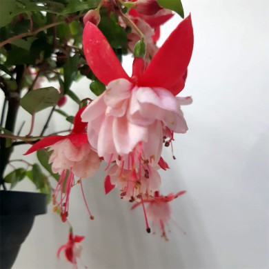 Brinco de Princesa Rosa com Branco
