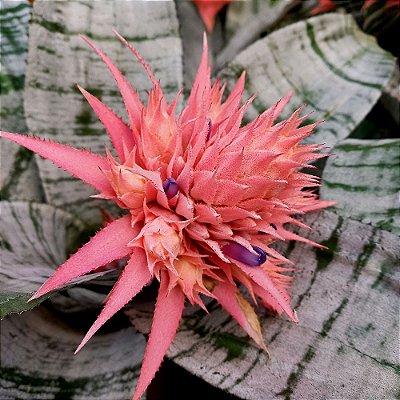 Bromélia - Aechmea fasciata