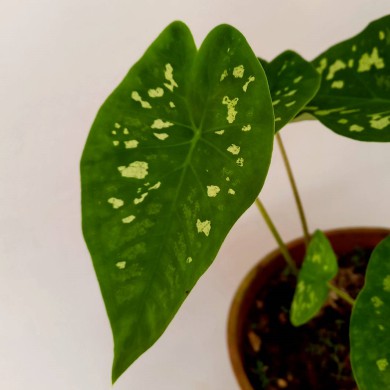 Caladium n.01 - 25cm