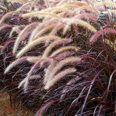 Capim Texas Rubro - Pennisetum setaceum