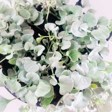 Cascata de Prata - Dichondra argentea 'Silver Falls'