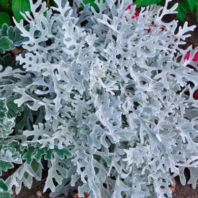 Cinerária Maritima - Senecio douglasii