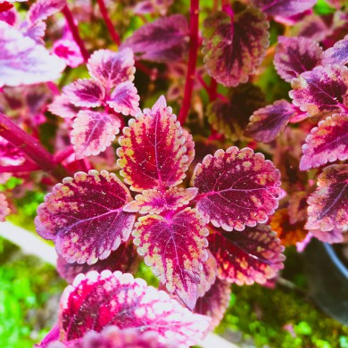 Cóleus n.07 - Solenostemon scutellarioides