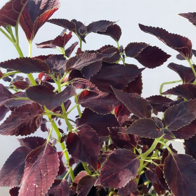 Cóleus n.08 - Solenostemon scutellarioides