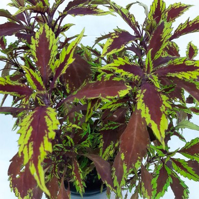 Cóleus n.09 - Solenostemon scutellarioides
