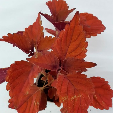 Cóleus n.12 (Campfire) - Solenostemon scutellarioides