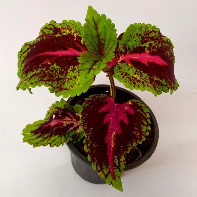 Cóleus n.15 - Solenostemon scutellarioides