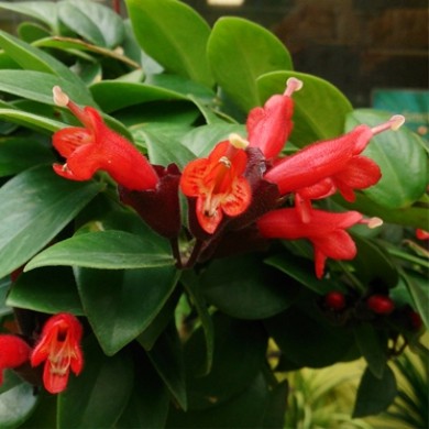 Columéia Batom Vermelha - Aeschynanthus pulcher