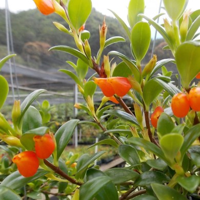 Columéia Peixinho - Nematanthus wettsteinii