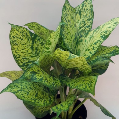 Comigo-ninguém-pode n.3 - (Dieffenbachia seguine)