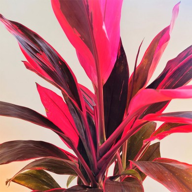 Coqueiro de Vênus - Cordyline fruticosa