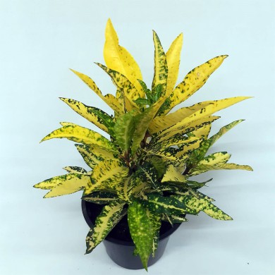 Cróton Gold Sun