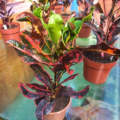 Cróton parafuso - 25cm