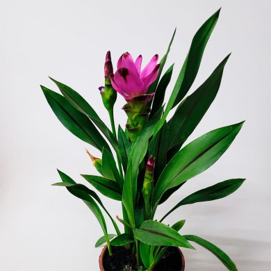 Cúrcuma ou Açafrão da terra