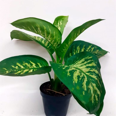 Dieffenbachia Tropic Snow