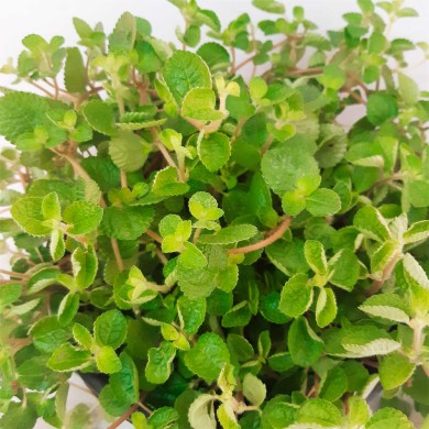 Dinheiro-em-Penca (Callisia repens)