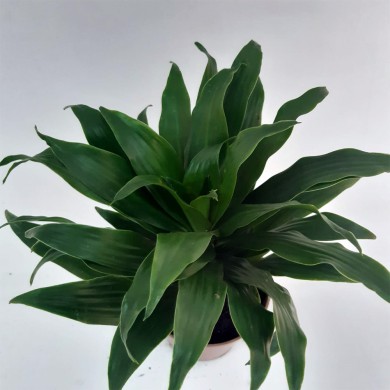 Dracena Compacta - Dracaena deremensis Compacta