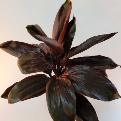 Dracena Cordyline Chocolate