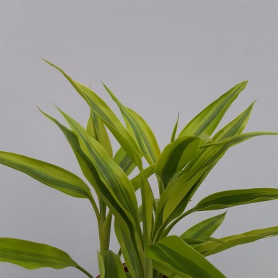 Dracena Sanderiana