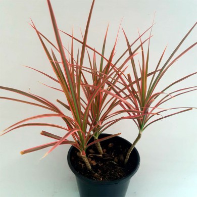 Dracena Tricolor